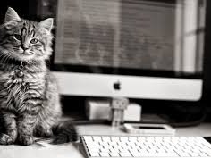 CAT-tools или cat-программы &ndash; надёжные помощники переводчика